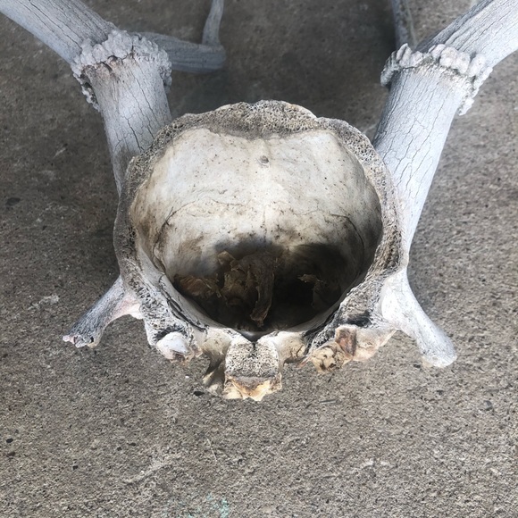 HOLD Vintage | Boho Deer Antler Rack Decor - Picture 5 of 16